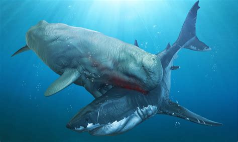megalodon vs leviathan|Livyatan .